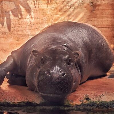 pygmy hippo lying down
